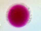 Détail d'un protoplaste de chou rouge