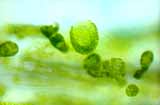 Détail de protoplastes de poireau