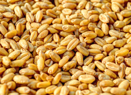 Grains de blé