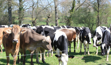 Troupeau de vaches