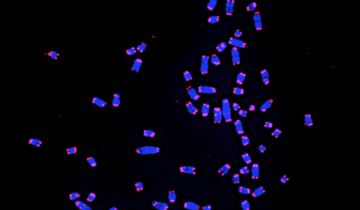 Caryotype du chien avec coloration FISH spécifique des télomères