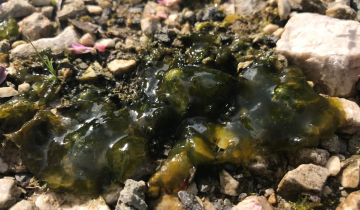 Cyanobactérie (famille des Nostocaceae), turgescence après la pluie