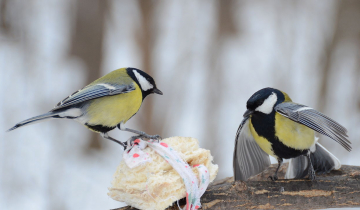 Parus major et nourriture